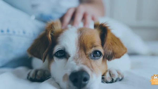 ¿Estás listo para adoptar una mascota?