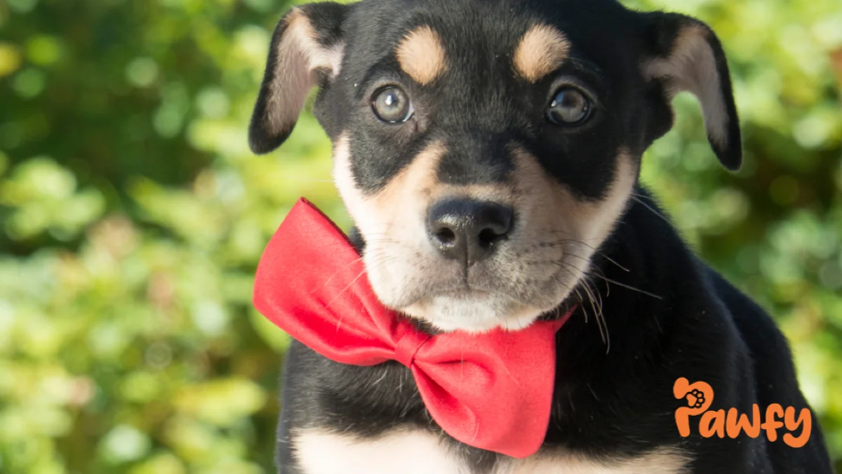 Errores comunes al adoptar una mascota por impulso