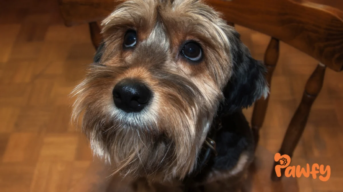 Cómo preparar tu casa para una mascota adoptada