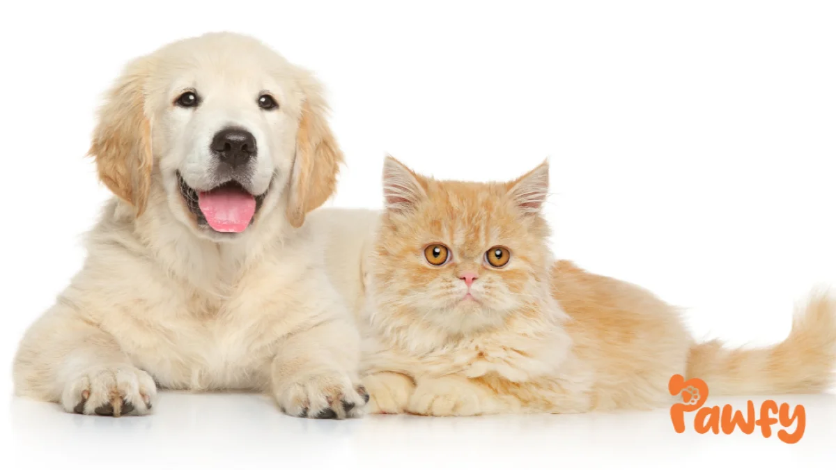 Ventajas de adoptar en lugar de comprar