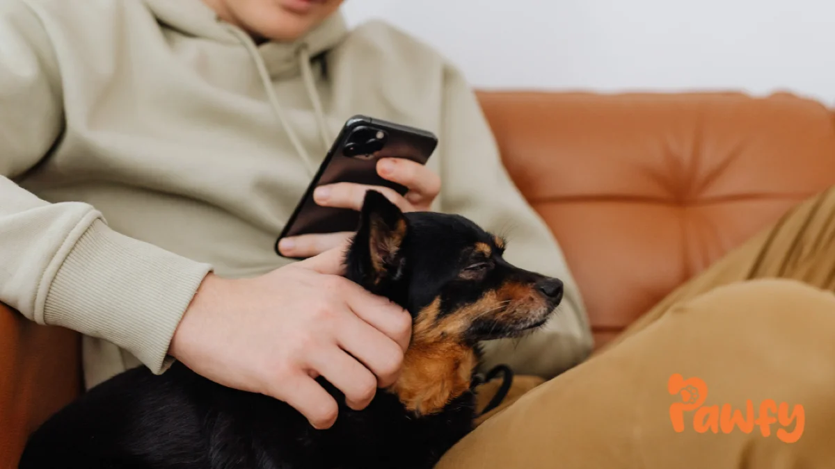 Cómo reconocer una adopción responsable y segura