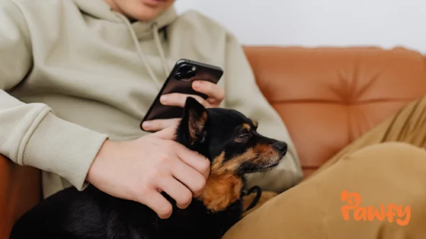 Cómo reconocer una adopción responsable y segura