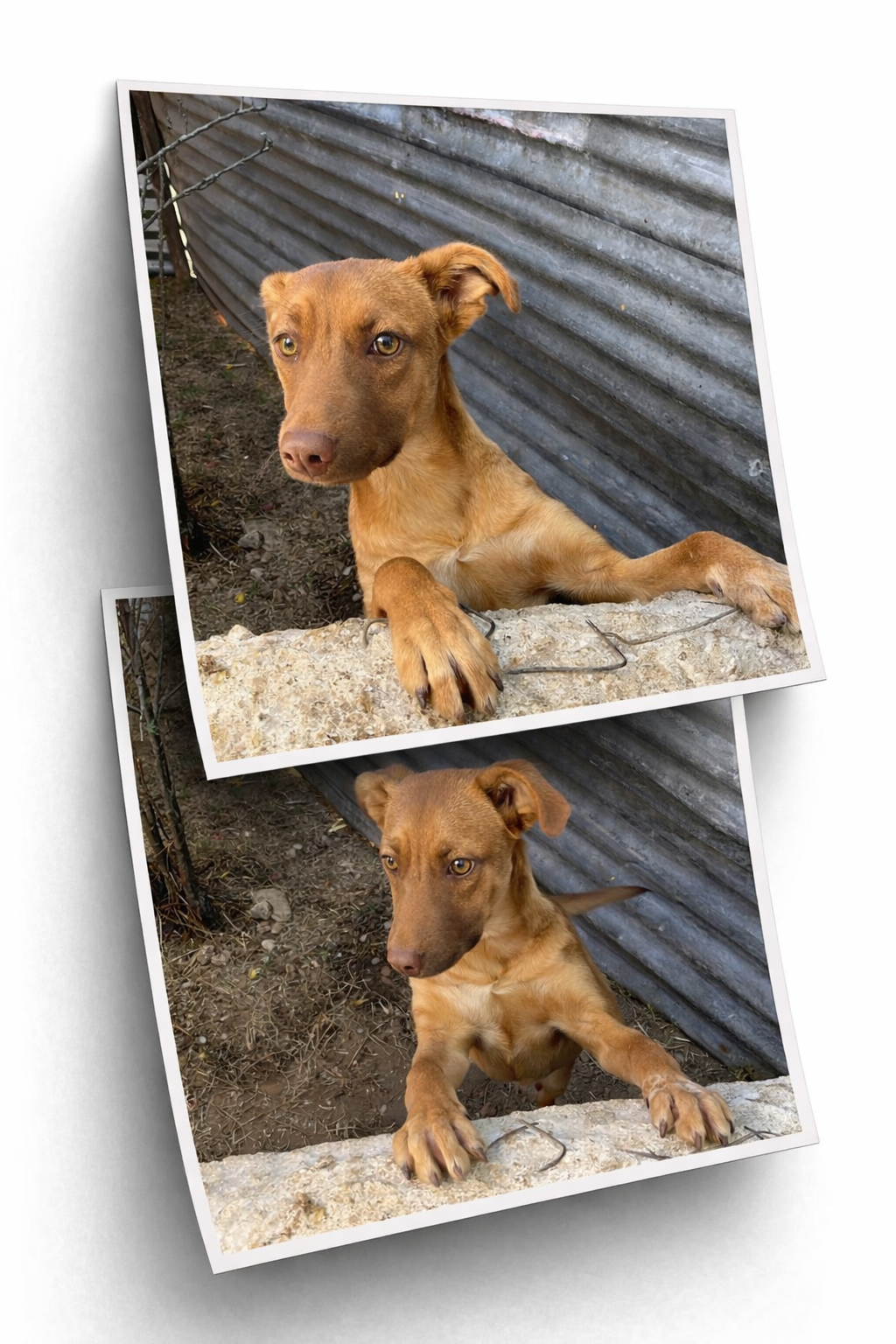 Mascota en Adopción - Canela