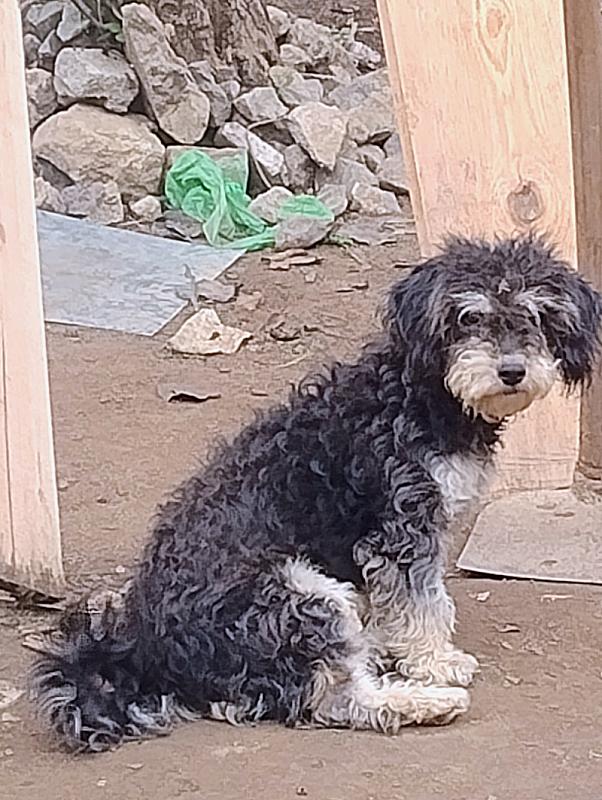 Mascota en Adopción - chiquita