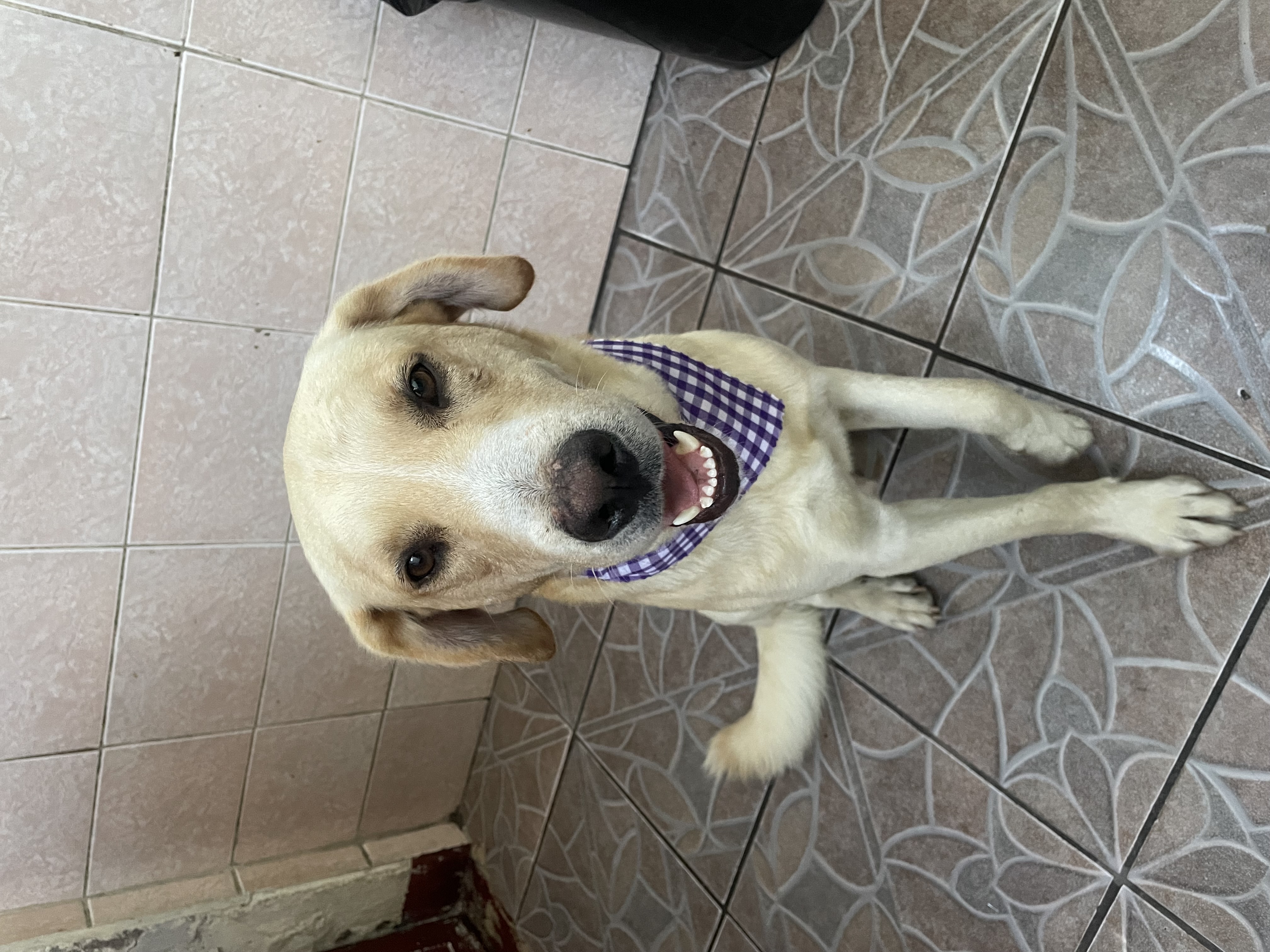 Mascota en Adopción - Dogi