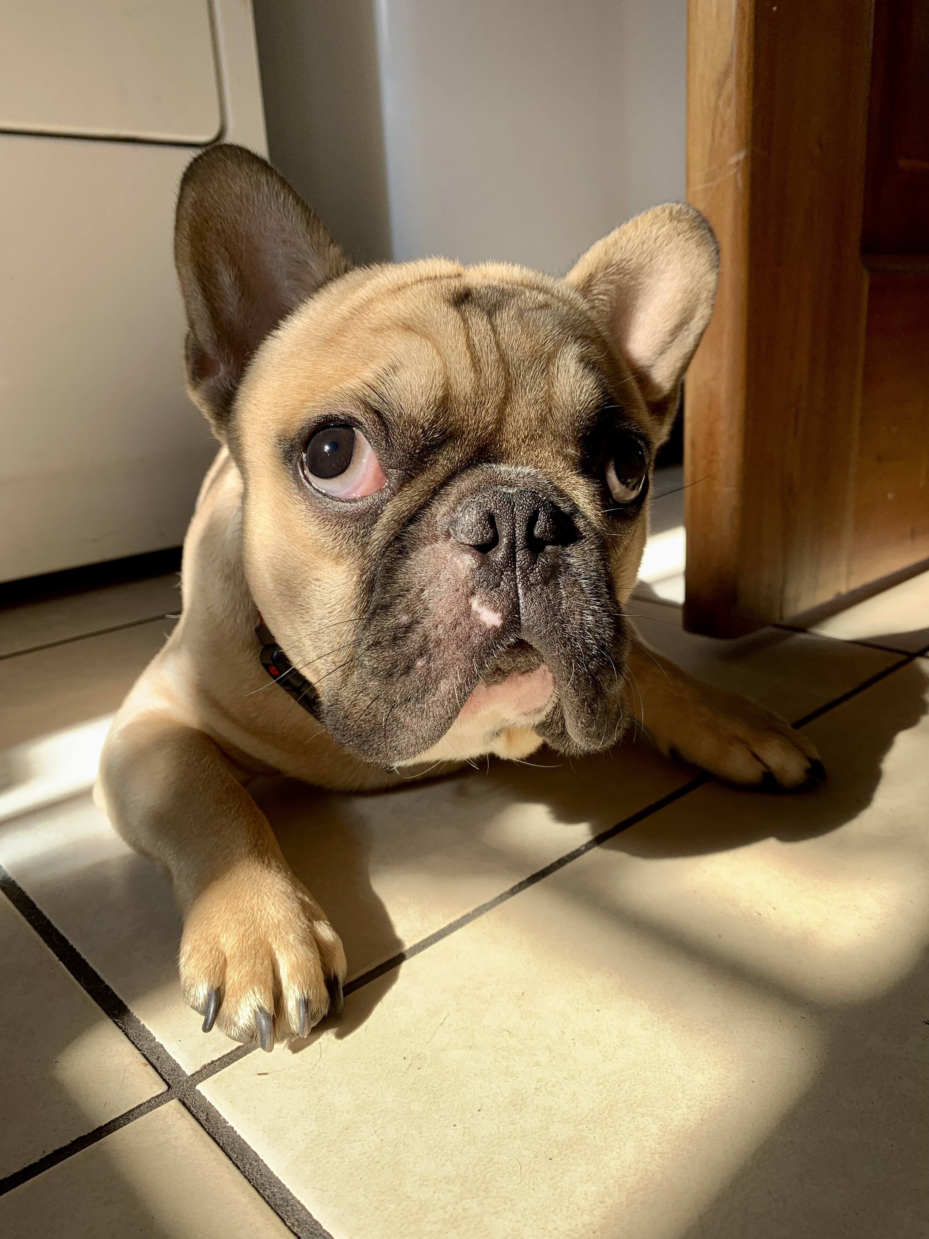 Frenchie Perdido - Maximo