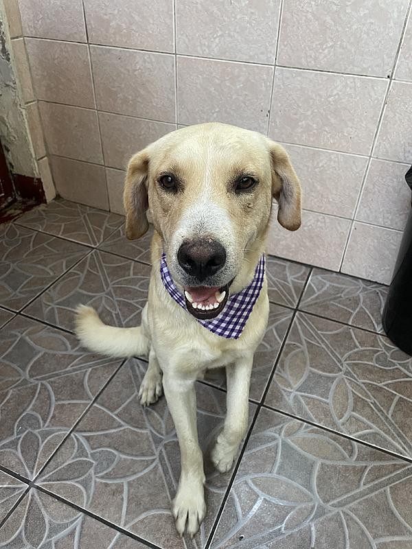 Mascota en Adopción - Dogi